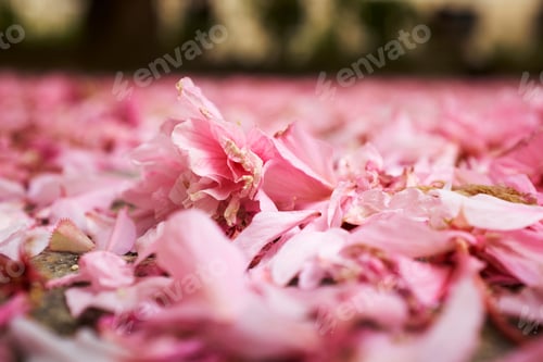 Preview: Surface level view of pink spring blossom petals on park ground