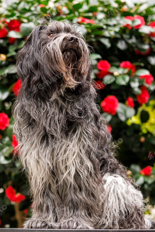 Preview: Schapendoes, Dutch Sheepdog, for flowering camellia