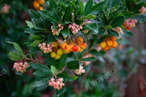 Preview: Arbutus and their flowers in a park