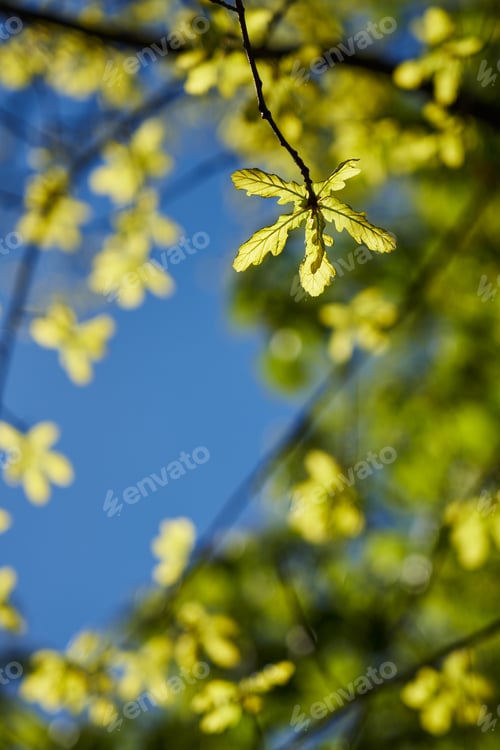 Preview: Young oak leaves bloom on a branch against a clear blue spring sky. Vertical frame, smartphone