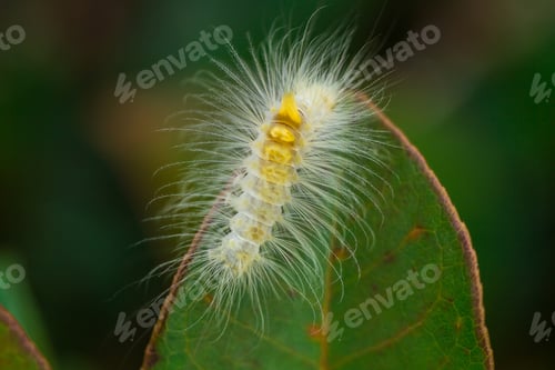 Preview: worms on the leaves