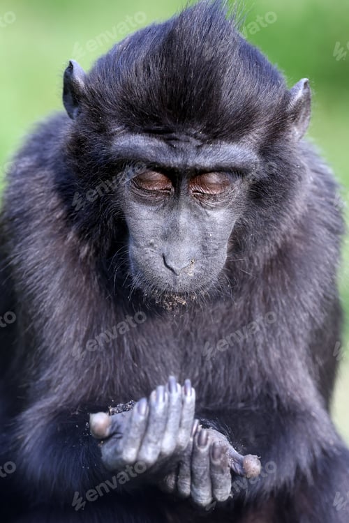 Preview: The Celebes crested macaque (Macaca nigra)