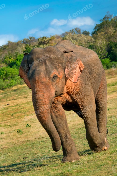 Preview: Sri Lankan Elephant, Wilpattu National Park, Sri Lanka