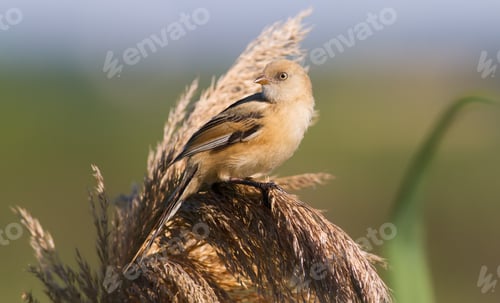 Preview: Bearded tit, Panurus biarmicus. Female. Morning, dawn, river