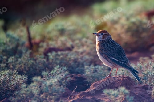 Preview: White-winged Lark or Alauda leucoptera sits on ground