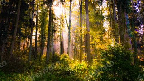 Preview: Forest area with trees in the woods and the sun shining through the fog