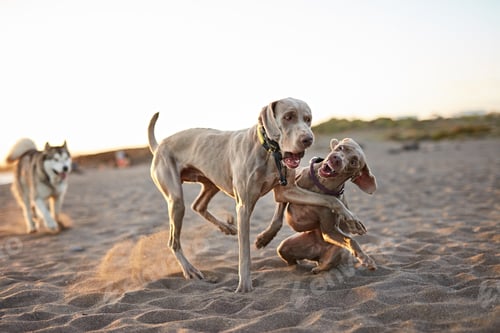 Preview: Dogs running near waving sea