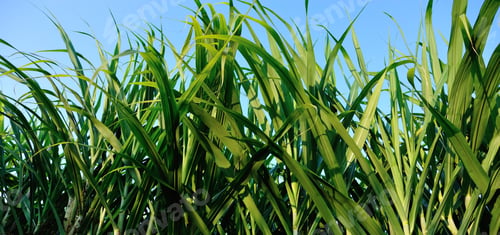 Preview: Green sugarcane plants in growth under blue sky on sunny day
