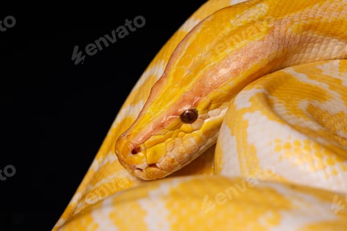 Preview: Close-up of a yellow python against a black background showing its brightly colored scales