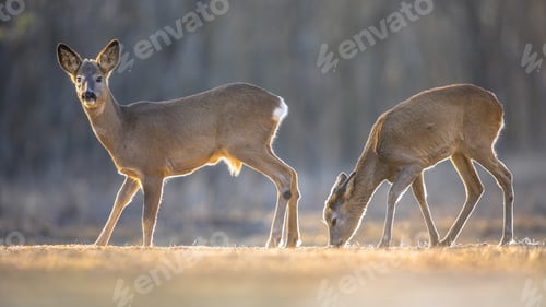 Preview: Two Roe deer on clearing