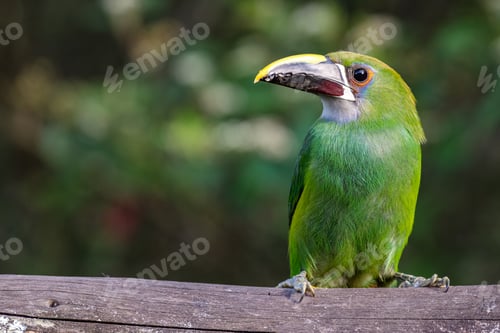 Preview: Emerald toucanet (Aulacorhynchus prasinus). Portrait of a green bird on a dry tree trunk