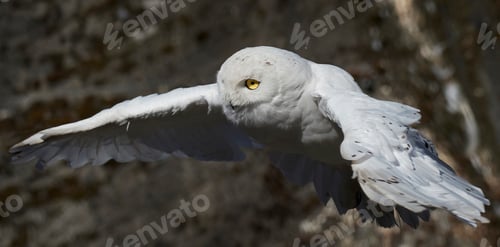 Preview: Snowy owl (Bubo scandiacus)