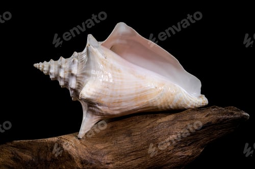 Preview: Strombus gigas shell on driftwood