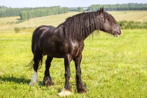 Preview: A red or brown horse with a long mane in the pasture at a horse farm