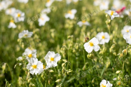 Preview: Pure White Flowers of Helianthemum Apenninum in Mid May