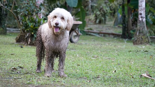Preview: Happy Muddy Dog Posing in Grassy Field
