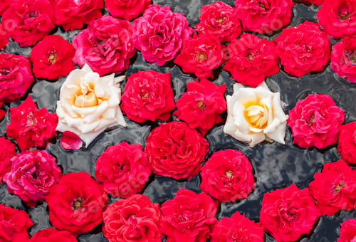 Preview: Red and White Roses on Water