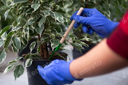 Preview: Closeup photography of hands in gardening gloves with tool in it.Woman caring for ficus.