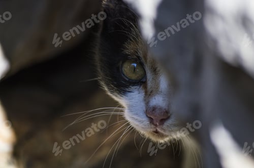 Preview: Selective focus shot of a cat head