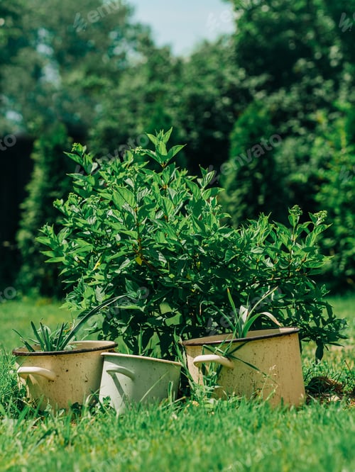Preview: Flower Pots in Garden with Green Trees