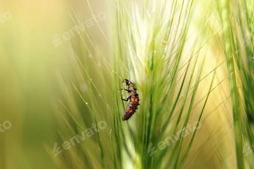 Preview: Close up macro shot of insects in garde, spring animals.