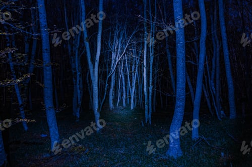 Preview: Mysterious autumn forest in the moonlight