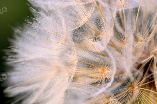 Preview: Close up of winged seeds of dandelion head plant