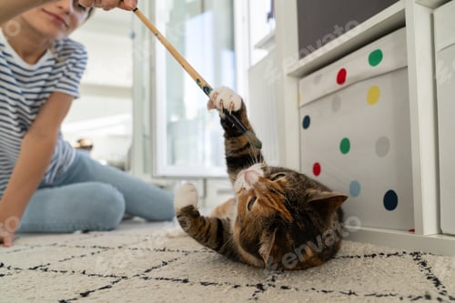 Preview: Young female owner plays with her beloved fluffy pet at home and enjoy positive emotions