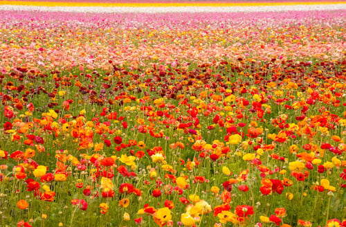 Preview: Rainbow of Ranunculus