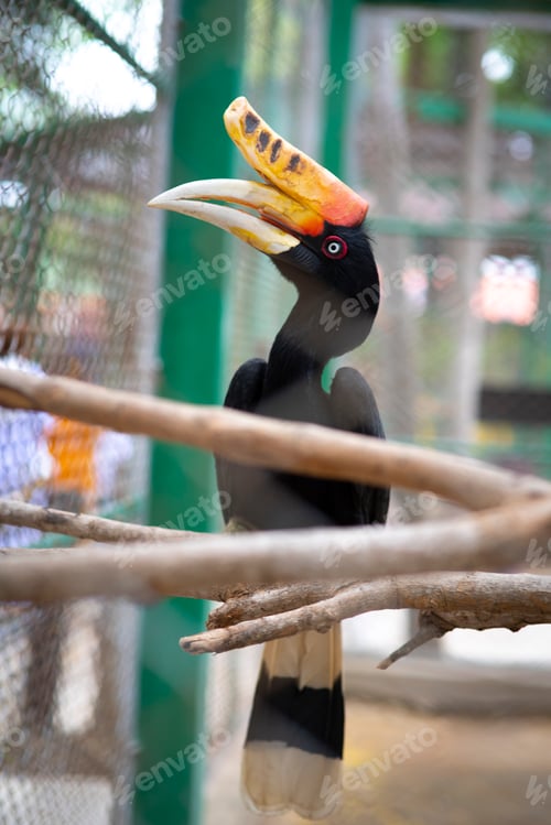 Preview: Rhinoceros Hornbill Buceros rhinoceros in cage