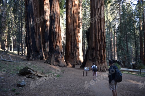 Preview: Friends walking among the giant trees in sequoia forest, Sequoia and Kings Canyon National Park