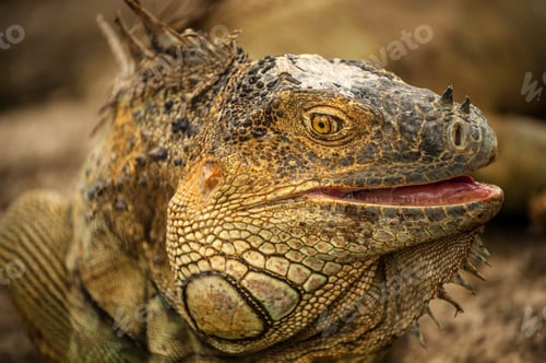 Preview: Iguana Closeup