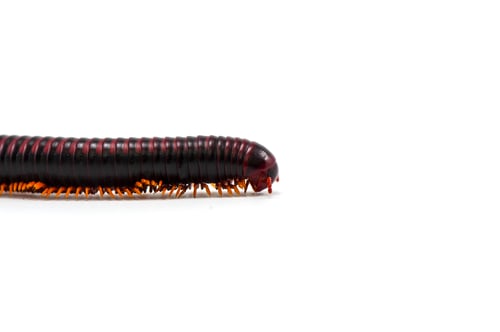 Preview: centipede millipede isolated on white background