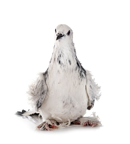 Preview: Frillback pigeon in studio