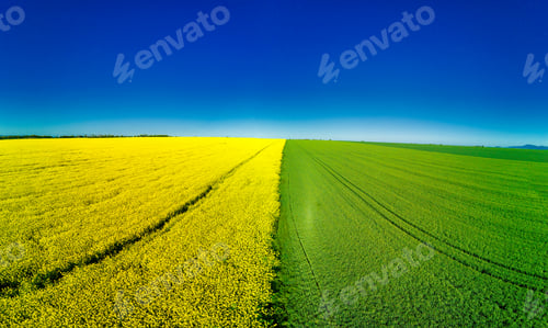 Preview: Panorama on top view of field with rapeseed and field with grass against blue sky