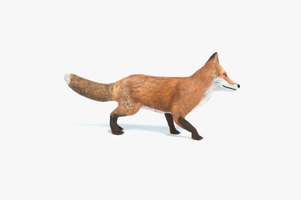 Vista previa: Ciclo de senderismo animado Red Fox