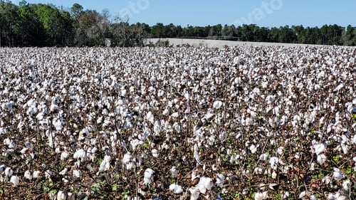Preview: Cotton plants in a field ready to harvest for retail uses.