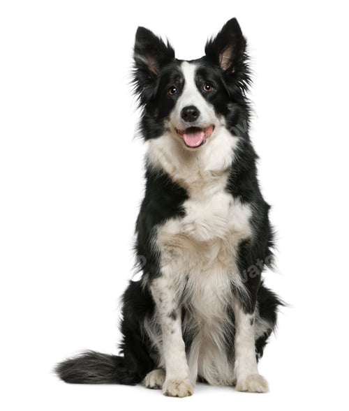 Preview: Border Collie, 10 years old, sitting in front of white background