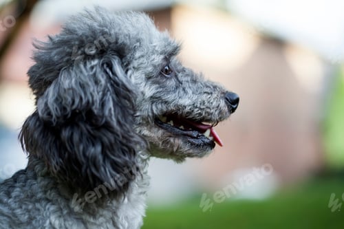 Preview: Poodle in the garden