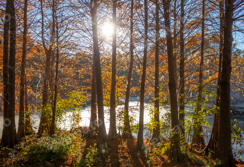 Preview: Bald cypress trees, Taxodium Distichum, in swamp in the American South at sunset.