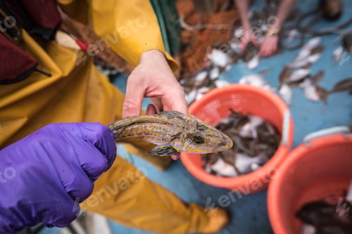 Preview: Sample catch of fish on research ship