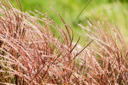 Preview: Natural autumn background. Abstract background of dried ornamental herbs
