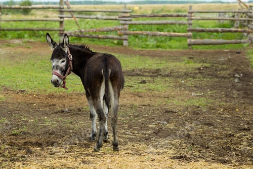 Preview: Donkey grazes on a summer day