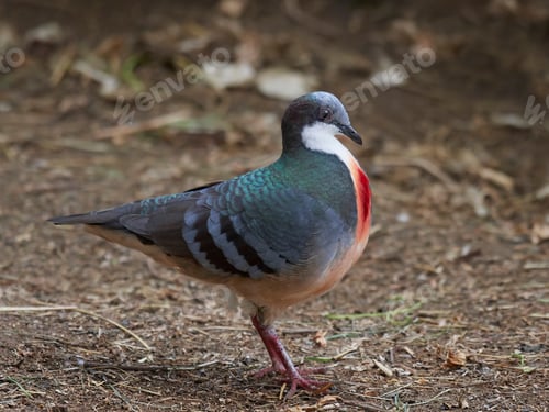Preview: Luzon bleeding-heart (Gallicolumba luzonica)