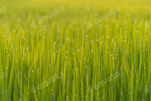 Preview: Fresh paddy rice, green agricultural field in countryside or rural area in Asia. Nature landscape.
