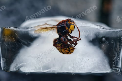 Preview: Close-up shot of a frozen bee in an ice cube