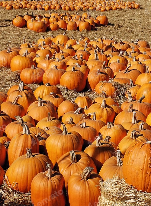 Preview: Pumpkin farm