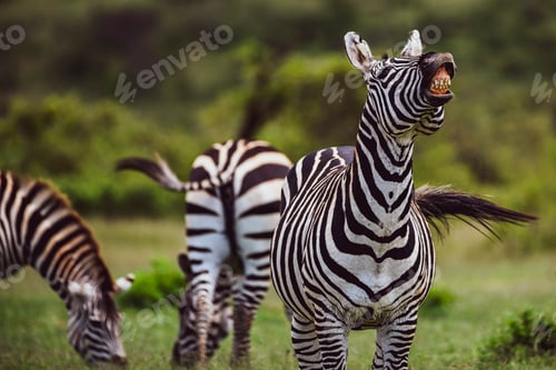 Zebra (Equus quagga) at El Karama Ranch, Laikipia County, Kenya