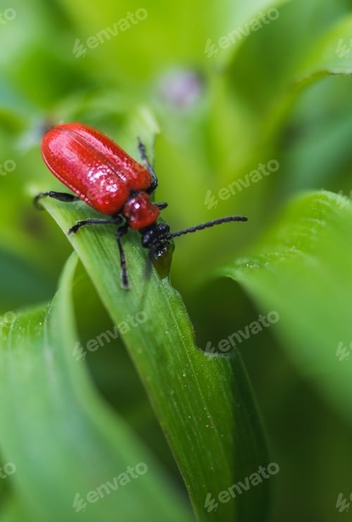 Preview: Scarlet lily beetle eating green leaf