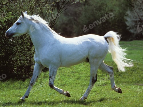 Preview: arabian, horse, mare, stallion, riding